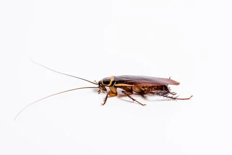 Close up cockroach isolated on white background Stock Photos