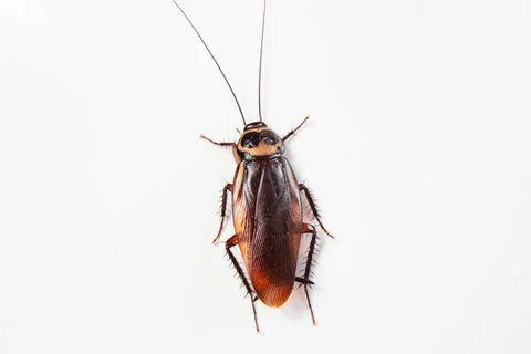Close up cockroach isolated on white background (top view) Stock Photos