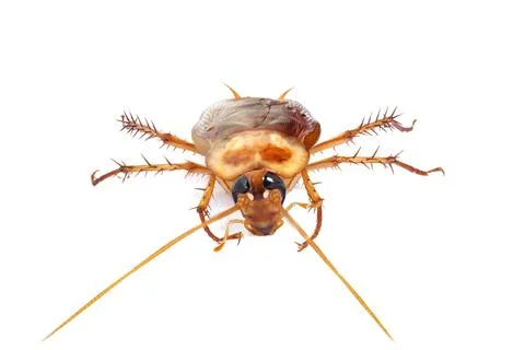 Close-up of cockroach isolated on a white background Stock Photos