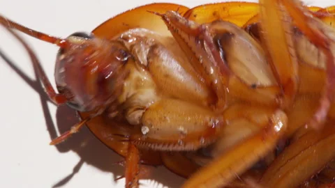 Close up cockroach isolated on white background.Cockroaches are dying White Video stock 149156239