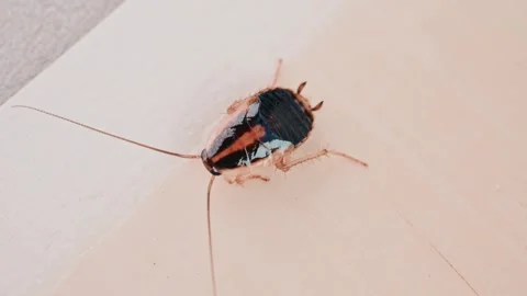 Close up of cockroach nymph stuck on glue trap surface showing macro detail.. 库存影片 339417942