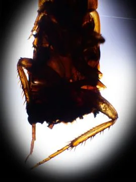 Close up of cockroach Stock Photos