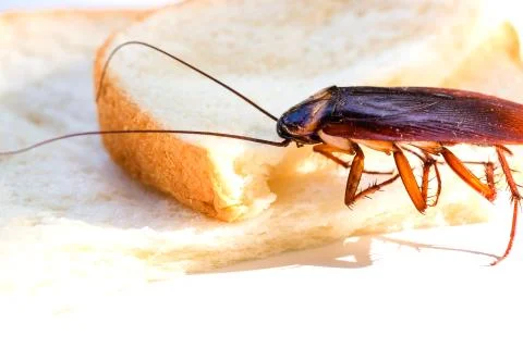Close up of cockroach on a slice of bread, Cockroach eating whole wheat bread Stock Photos