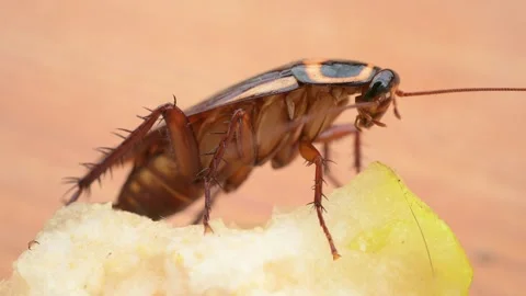 Close-up of a cockroach stands on a snow pear and then walked out Stock Footage 306942322
