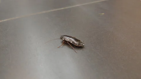 Close-up of a cockroach walking on a dark tiled floor, Cote d'Azur, France Stock Footage 344817205