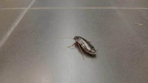 Close-up of a cockroach walking on a dark tiled floor, Cote d'Azur, France Stock Footage 344817267