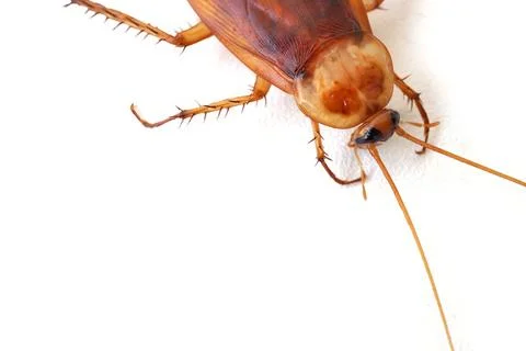 Close-up of cockroach with white blank space background. Stock Photos