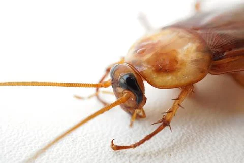 Close-up of cockroach with white blank space background. Stock Photos