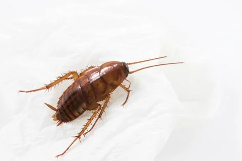 Close up cockroach on white Stock Photos