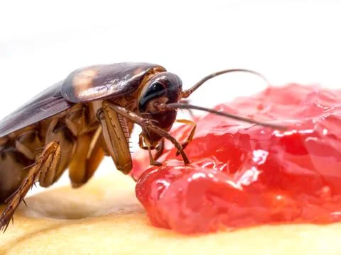 Close up cockroach on the whole wheat bread with jam. Foto stock