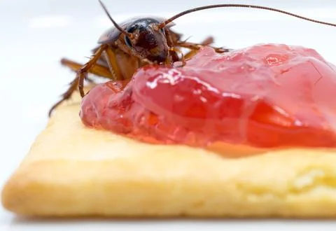 Close up cockroach on the whole wheat bread with jam. Cockroaches are carri.. Stock Photos