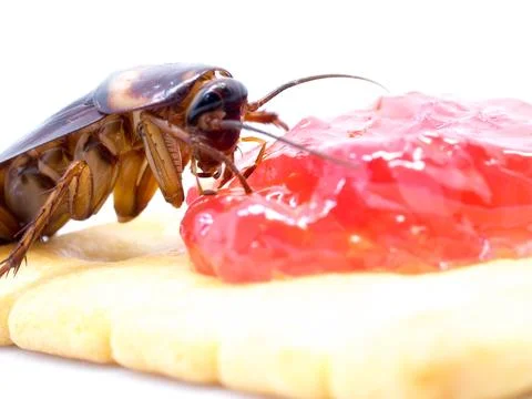 Close up cockroach on the whole wheat bread with jam. Cockroaches are carri.. Stock Photos