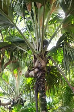 Close up of a coco de mer palm tree Stock Photos