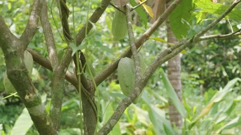 Close-up of a cocoa fruit (Theobroma cacao) growing on a cacao tree, surrounded Stock Footage 346192887