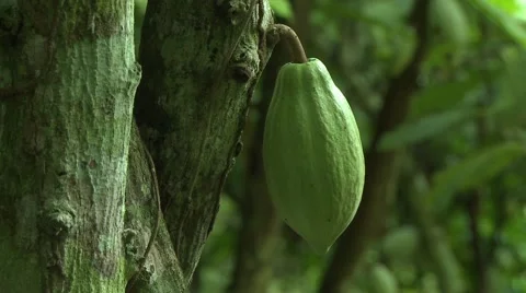 CLOSE UP OF COCOA FRUIT ON TREE IN PAKRO Stock Footage 58930738