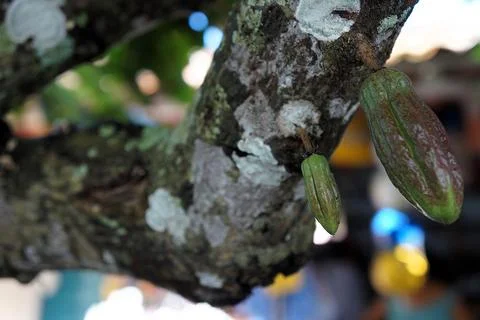 Close-up of cocoa pods on tree Stock Photos