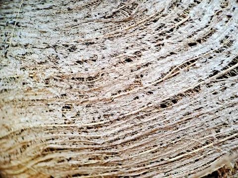 Close up of a coconut coir structure, shot on a coconut fiber tree, brown nat Stock Photos