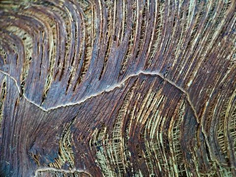 Close up of a coconut coir structure, shot on a coconut fiber tree, brown nat Stock Photos