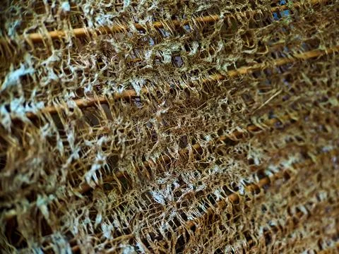 Close up of a coconut coir structure, shot on a coconut fiber tree, brown nat Stock Photos