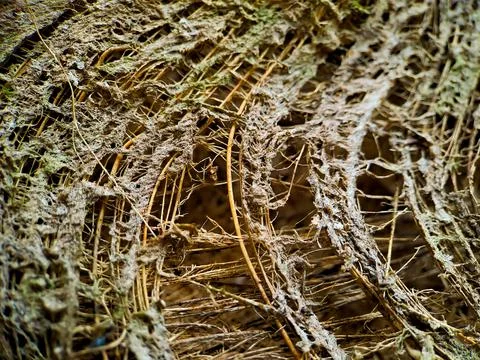 Close up of a coconut coir structure, shot on a coconut fiber tree, brown nat Stock-Fotos