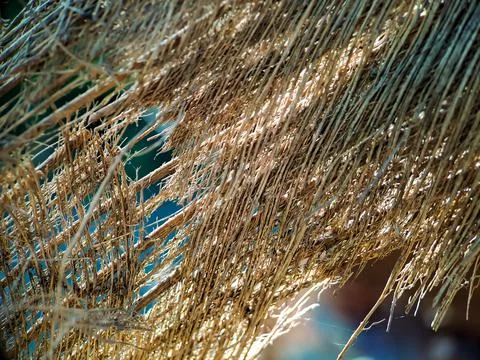 Close up of a coconut coir structure, shot on a coconut fiber tree, brown nat Stock Photos