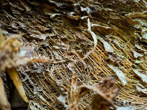 Close up of a coconut coir structure, shot on a coconut fiber tree, brown nat Stock Photos