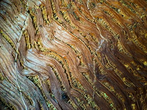 Close up of a coconut coir structure, shot on a coconut fiber tree, brown nat Stock Photos