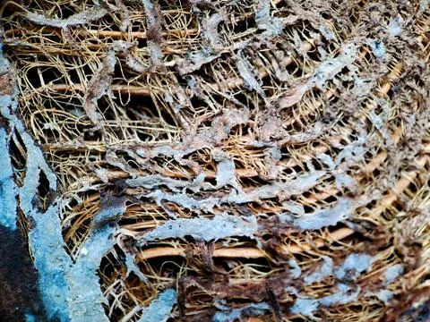 Close up of a coconut coir structure, shot on a coconut fiber tree, brown nat Stock Photos