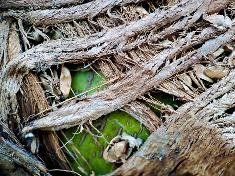 Close up of a coconut coir structure, shot on a coconut fiber tree, brown nat Stock Photos