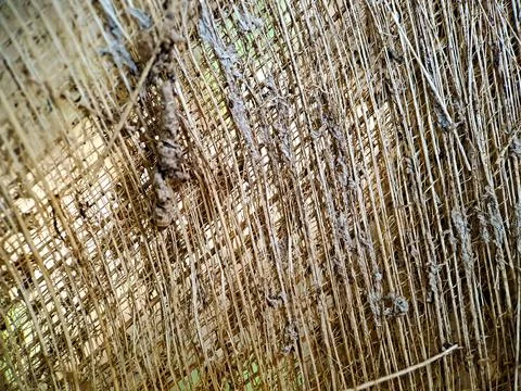 Close up of a coconut coir structure, shot on a coconut fiber tree, brown nat Stock Photos