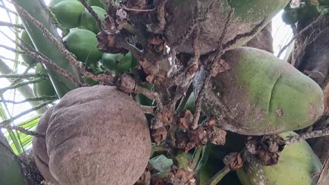Close Up Coconut Fronds In Harsh Light Stock Footage 328564486