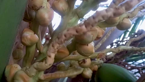 Close up coconut fruit on the tree Stock Footage 274626277