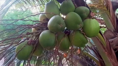 Close up coconut fruit on the tree Stock Footage 274626285