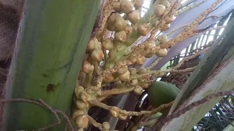 Close up coconut fruit on the tree Stock Footage 274626305