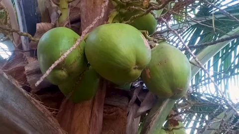 Close up coconut fruit on the tree Stock Footage 274626306