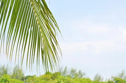 Close up of coconut leaf with copy space area Foto stock