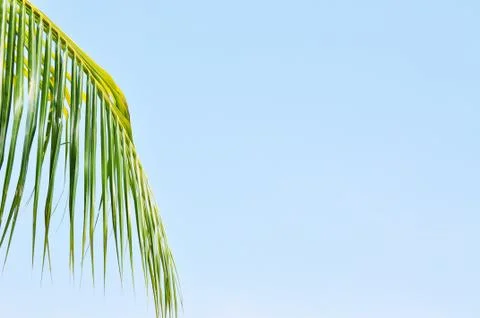 Close up of coconut leaf with copy space area Stock Photos