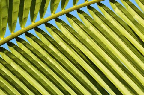 Close up of coconut leaf Foto stock