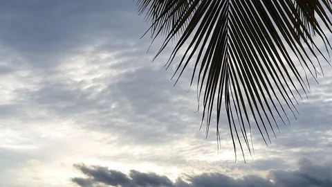 Close up coconut leaves clouds sky copy space2 Stock Footage 113535140