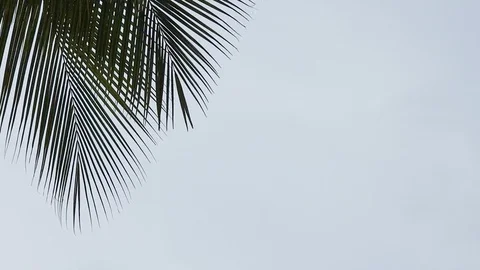 Close up coconut leaves clouds sky copy space Stock Footage 113535222