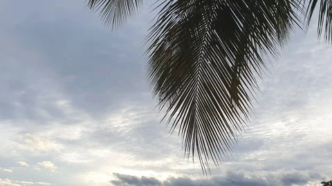 Close up coconut leaves clouds sky Stock Footage 113535374
