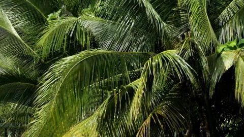 Close up of coconut leaves in the forest swaying in the wind. Stock Footage 336843039