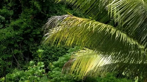 Close up of coconut leaves in the forest swaying in the wind Stock Footage 336843040