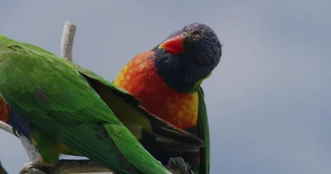 Close Up Of Coconut Lorikeet Parrots 库存影片 329337289