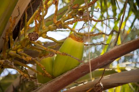 Close Up of Coconut nuts fruit cluster on a palm tree on sea side with bright Stock Photos