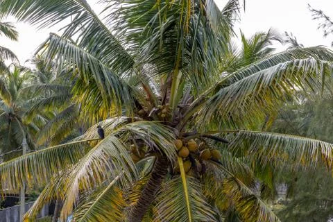 Close up of Coconut palm tree Stock Photos