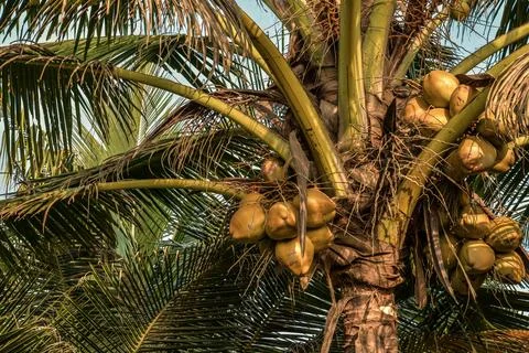 Close up of coconut palm tree 写真素材