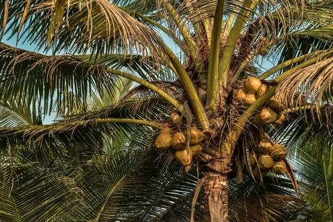 Close up of coconut palm tree Stock Photos