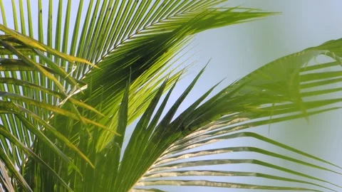 Close up coconut palm tree top fronds leaves swaying waving against blue sky Stock Footage 165062989