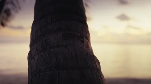 Close Up of Coconut Palm Tree Trunk Bark with Blurred Ocean Sunset Sky Stock Footage 343083088